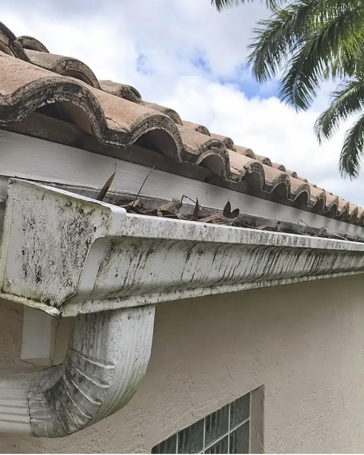 A white gutter and downspout blackened with algae and packed with leaves.