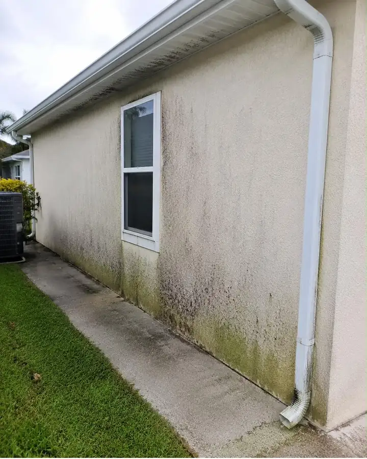 A stucco house wall streaked with green algae along the base and corner.